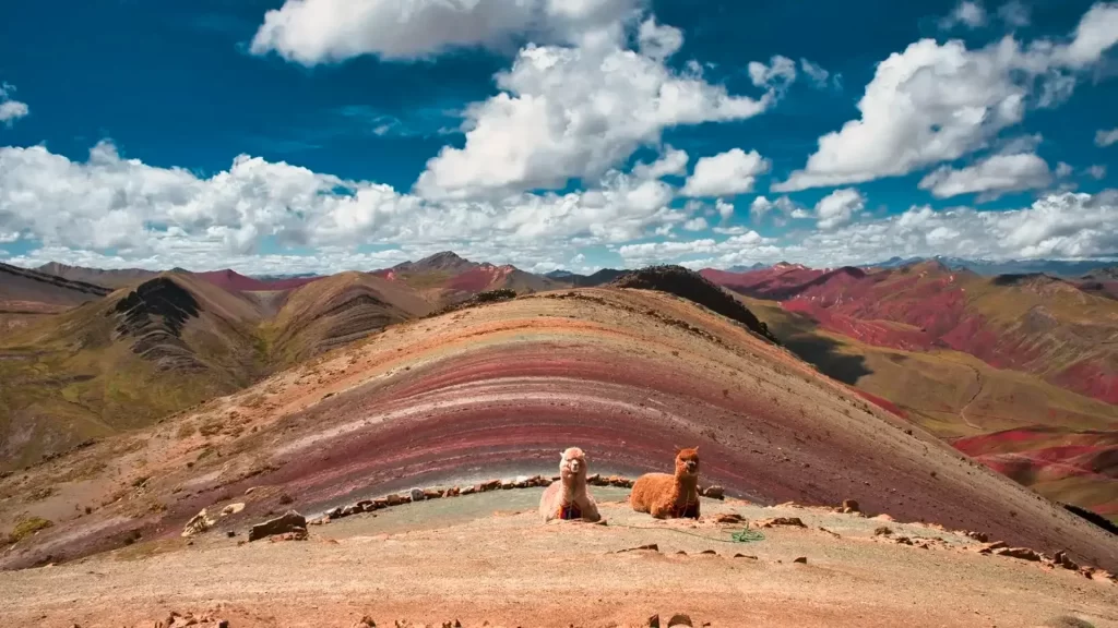 Llamas pastando frente a la Montaña de Colores Palcoyo durante el tour