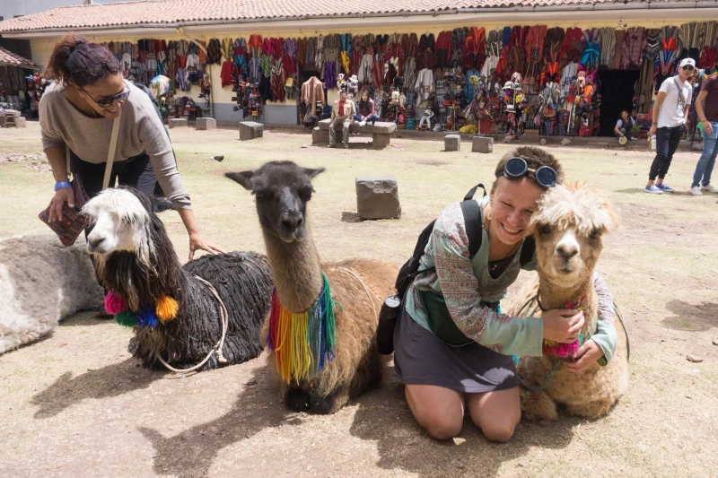 alapaca vs llama, plaza de armas cusco