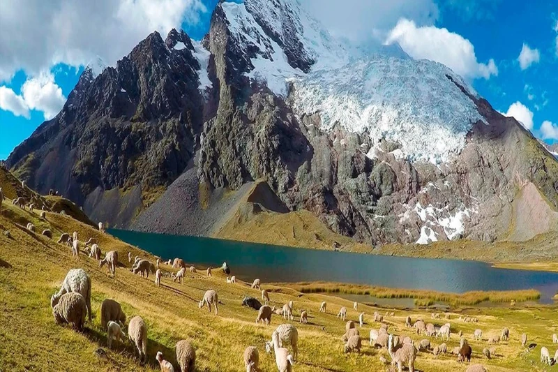 alapaca vs llama, montaña ausangate