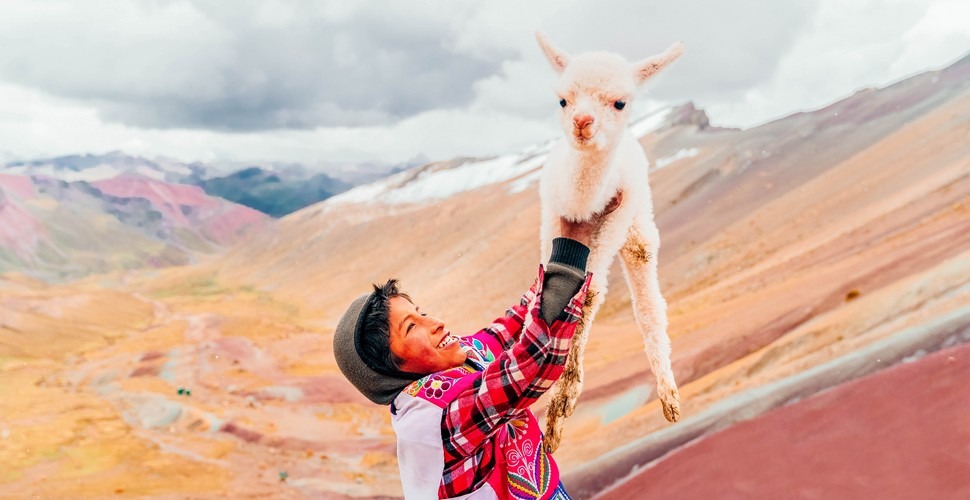 vicuña animal