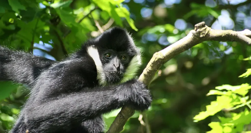 parque-nacional-del-manu