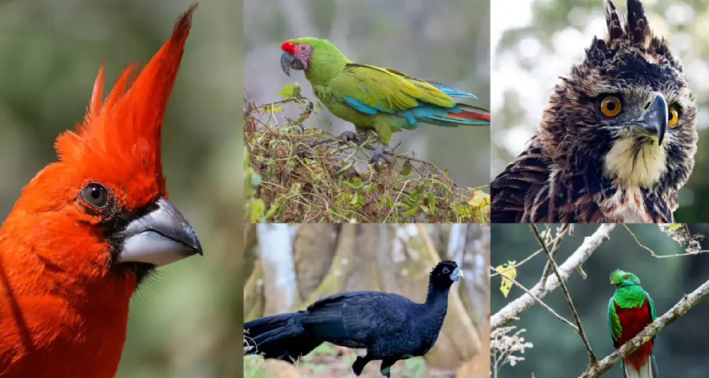 parque nacional del manu