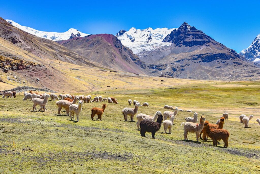 vicuña animal