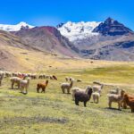 Vicuña Animal: Discover Peru’s Golden Treasure in the Andes