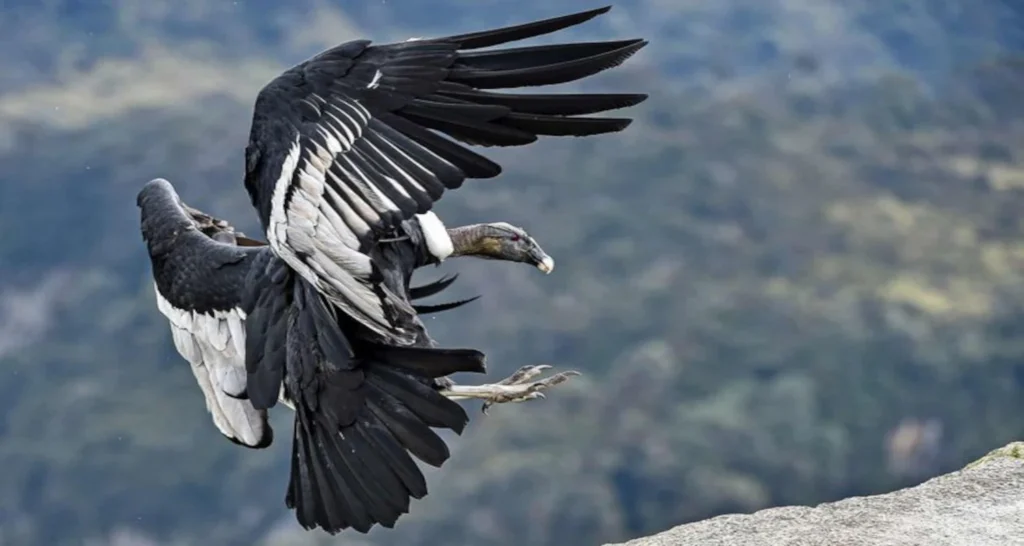 Andean Condor
