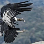Cóndor de los Andes: El Rey de los Cielos Sudamericanos