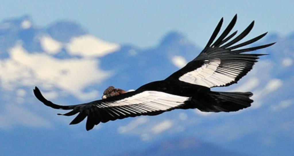 condor